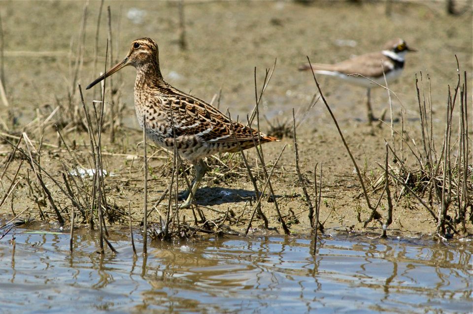 Gallinago media - Croccolone